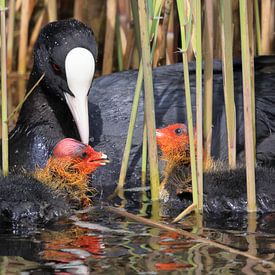 Meerkeot by Rinnie Wijnstra (FotoAmeland )