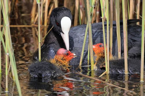 Meerkeot von Rinnie Wijnstra (FotoAmeland )