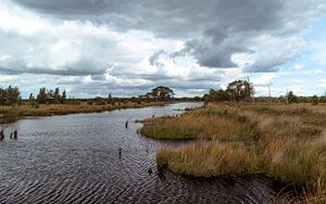 Dwingelderveld