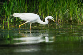 The Golden-Footed Hunter