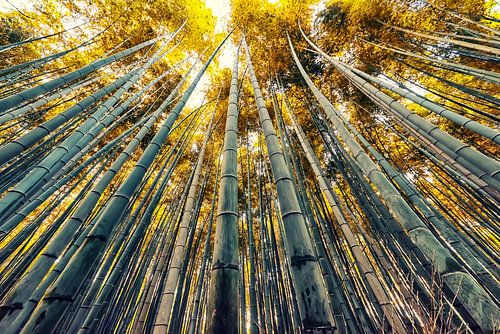 Bamboo in Japan