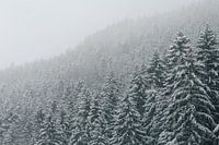 Sneeuw op de bomen