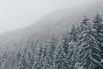 Sneeuw op de bomen van Sophia Eerden