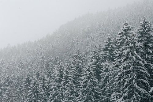 Schnee auf den Bäumen