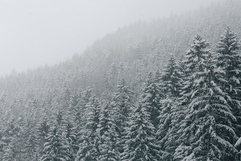 Sneeuw op de bomen van Sophia Eerden