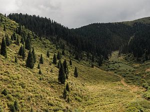 Grasland und Wälder in Sichuan