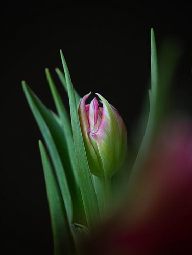 Tulp met donkere achtergrond