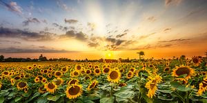 Sonnenblumenfeld im Sonnenuntergang | Panorama von Melanie Viola