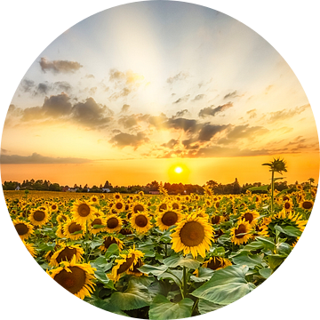 Zonnebloemveld in zonsondergang | Panorama van Melanie Viola