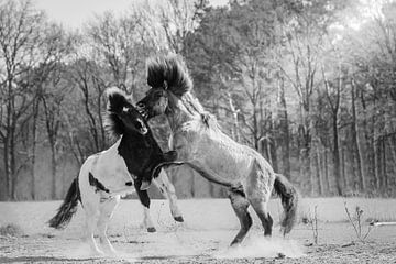 Stoeiende IJslandse paarden in zwart-wit van Shirley van Lieshout