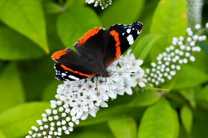 Atalanta butterfly on a white bunching daisy by Ivonne Fuhren- van de Kerkhof