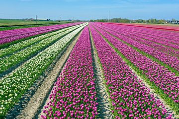 Luchtfoto van bloeiende tulpenvelden in de lente bij Lisse in Nederland van Eye on You