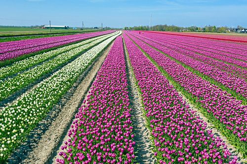 Luchtfoto van bloeiende tulpenvelden in de lente bij Lisse in Nederland