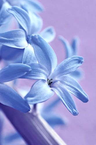 Jacinthe