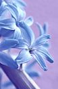 Hyacinth by Violetta Honkisz thumbnail