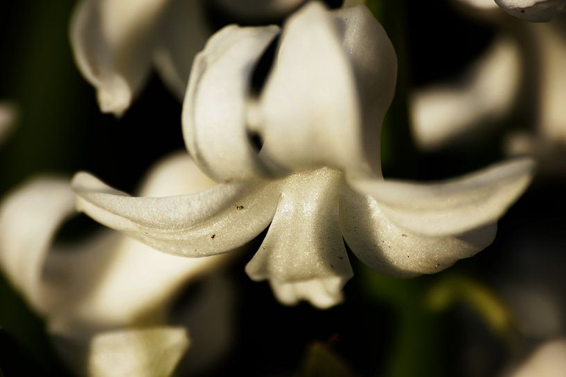 White par Benoit Demeulenaere