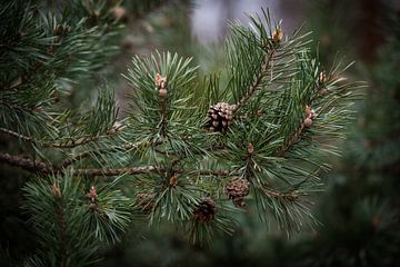 The smell of Pine Apples, such a pity you can't smell them in the photo by Wendy de Jong