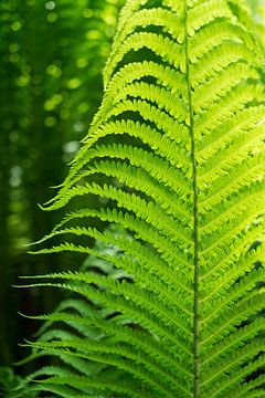 Green fern leaf in the middle of the forest by Heidemuellerin