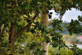 A snapshot through oak leaf