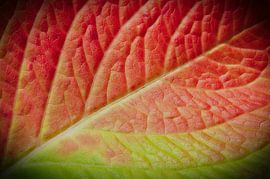 Couleurs d'automne 2 sur Jaap Tanis