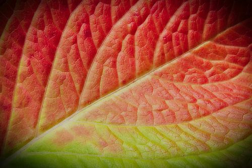 Herfstkleuren 2 van Jaap Tanis