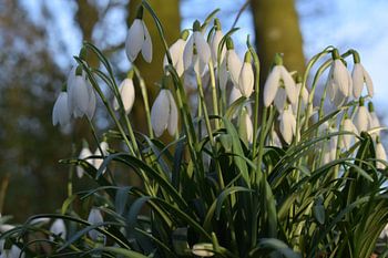 sneeuwklokjes in volle bloei