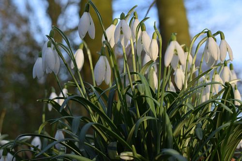 sneeuwklokjes in volle bloei