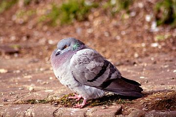 Concept nature : The watchful dove van Michael Nägele