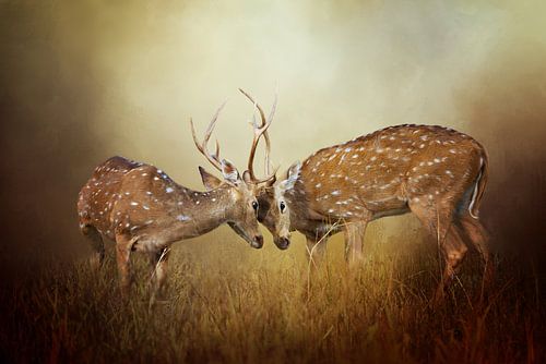Twee Vechtende Herten In Landschap Met Bruine Kleuren