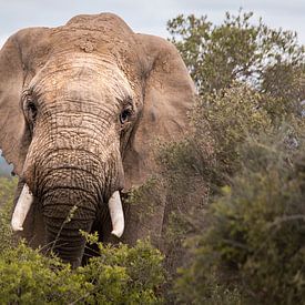 Elefant von Ilona Duba