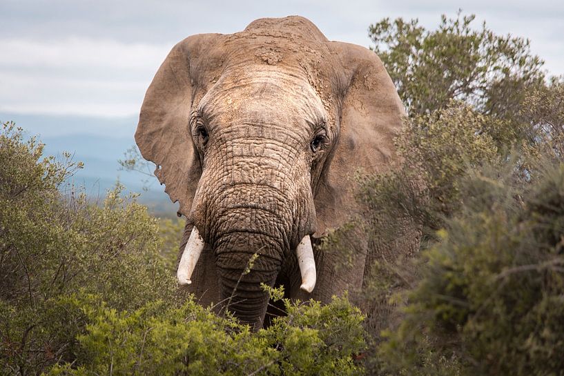 Elephant by Ilona Duba