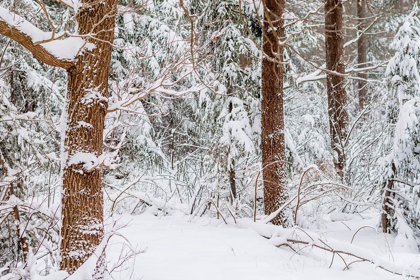 Winter Landscape by Iris Brummelman