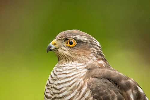 Sparrowhawk, Accipiter nisus. A portrait.