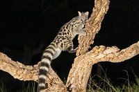 Genetkat in de nacht. Hij lijkt enigszins op een kat, en is nauw verwant is aan mangoesten.
