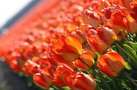 Rode/Oranje/Gele tulpen in Lisse (Holland) von O uwehand Miniaturansicht