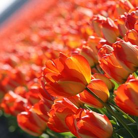 Red/Orange/Yellow Tulip in Lisse (Holland) von O uwehand