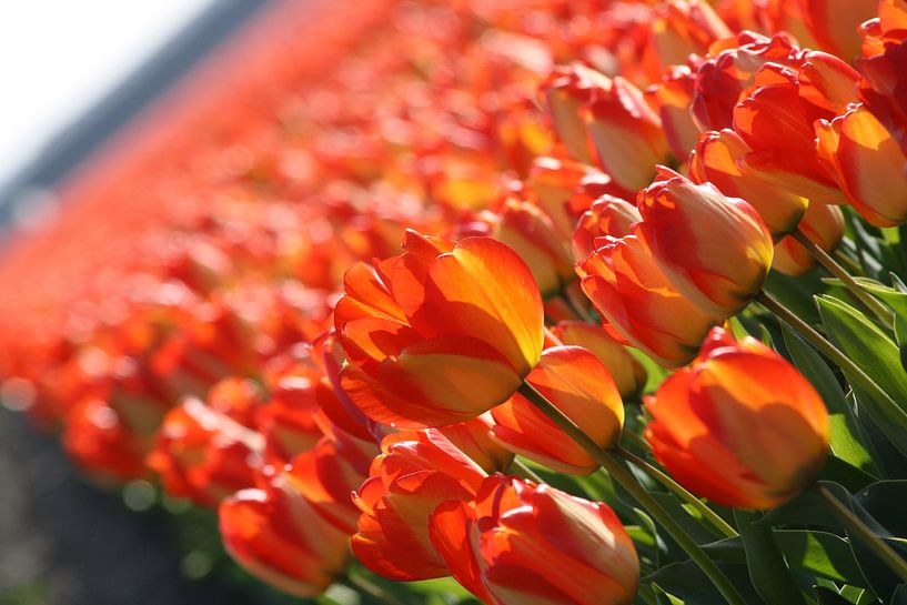 Rode/Oranje/Gele tulpen in Lisse (Holland) von O uwehand