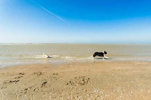 Twee honden aan de vloedlijn