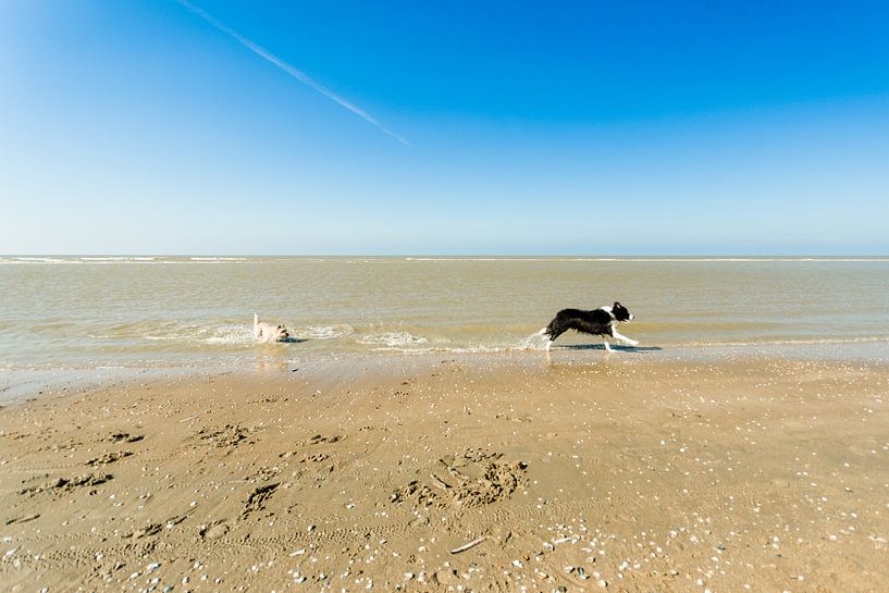 Twee honden aan de vloedlijn par Tony Buijse
