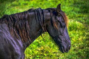 Fries paard van Harrie Muis