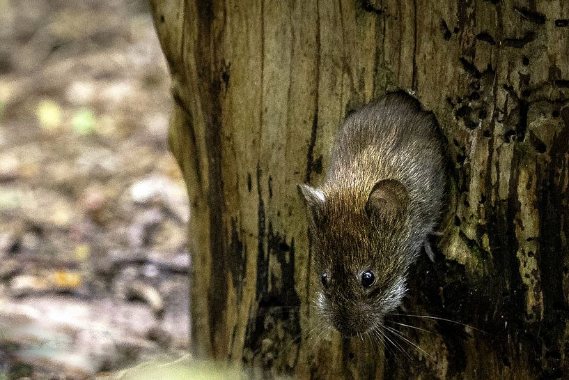 Une souris sort d'un arbre par Esther Bax