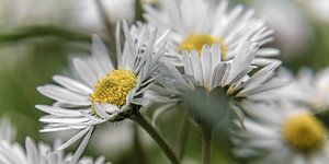 Blume XIII - Gänseblümchen. van Michael Schulz-Dostal