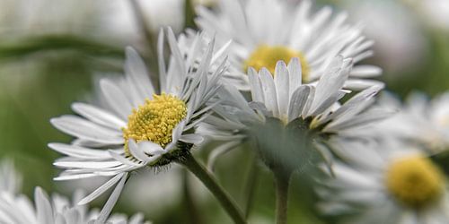 Blume XIII - Gänseblümchen.