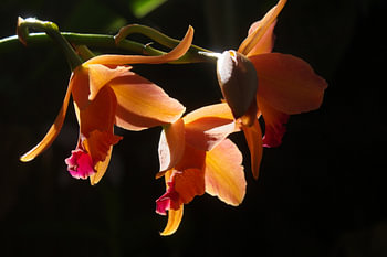 Orchidée 