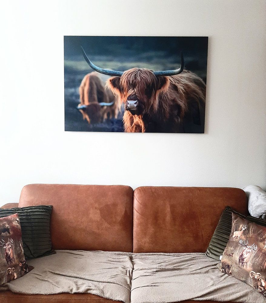 Schotse Hooglander bij avondlicht. Gouden uur.  van Henk Van Nunen Fotografie 