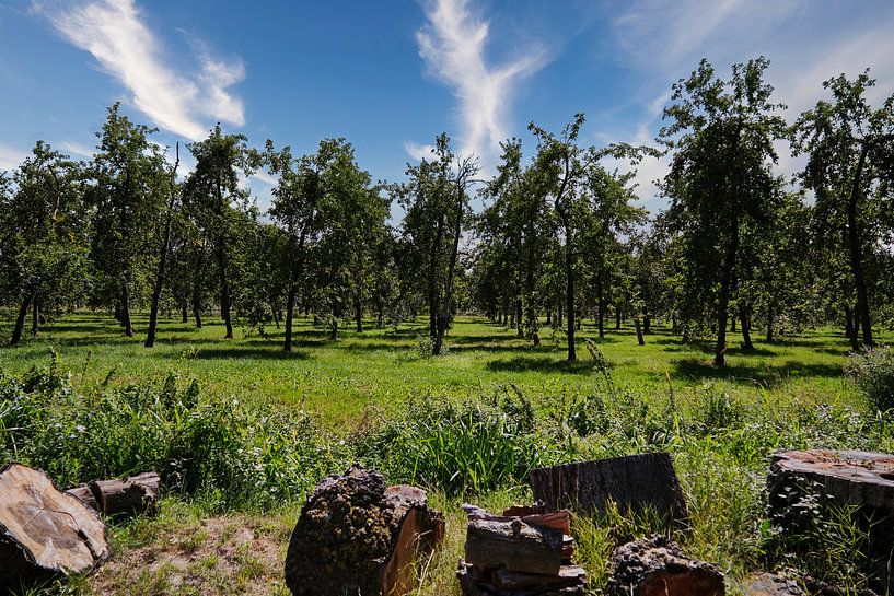 Verger de pommes en Normandie par PixelPower
