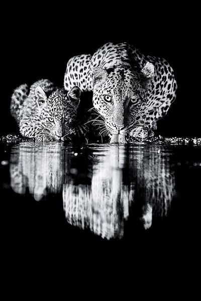 Untitled by Amnon Eichelberg