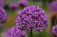 Allium