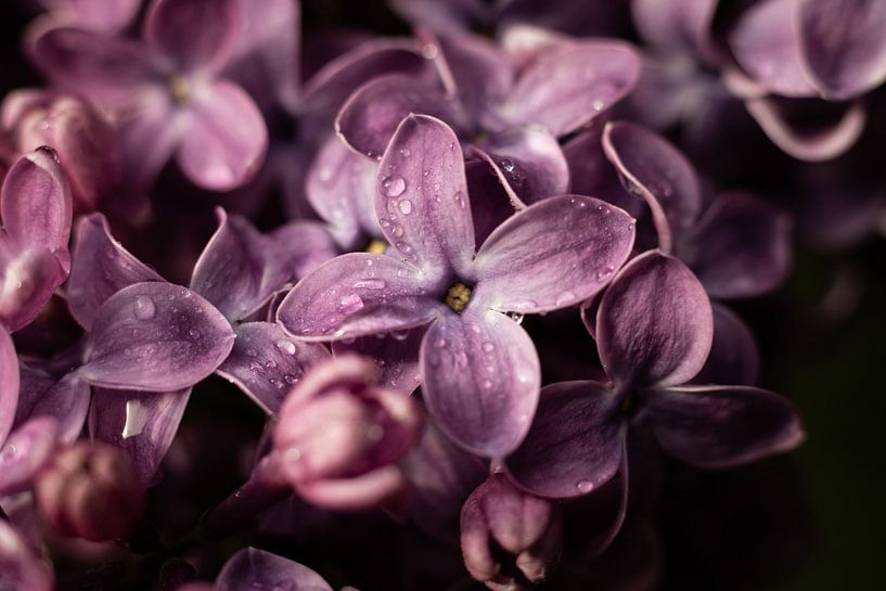 Fliederblüte nach dem Regen von Imladris Images