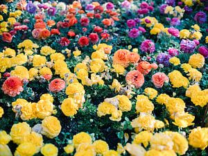 Ranunkelblüten in allen Farben von Raisa Zwart